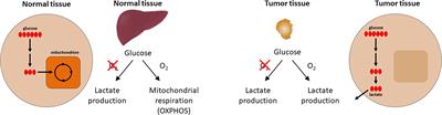 Therapeutic Targeting of Tumor Cells and Tumor Immune Microenvironment Vulnerabilities